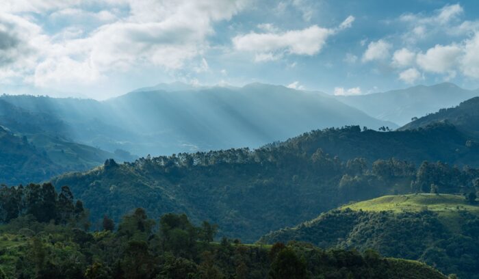 Forest landscape, for article on forest restoration