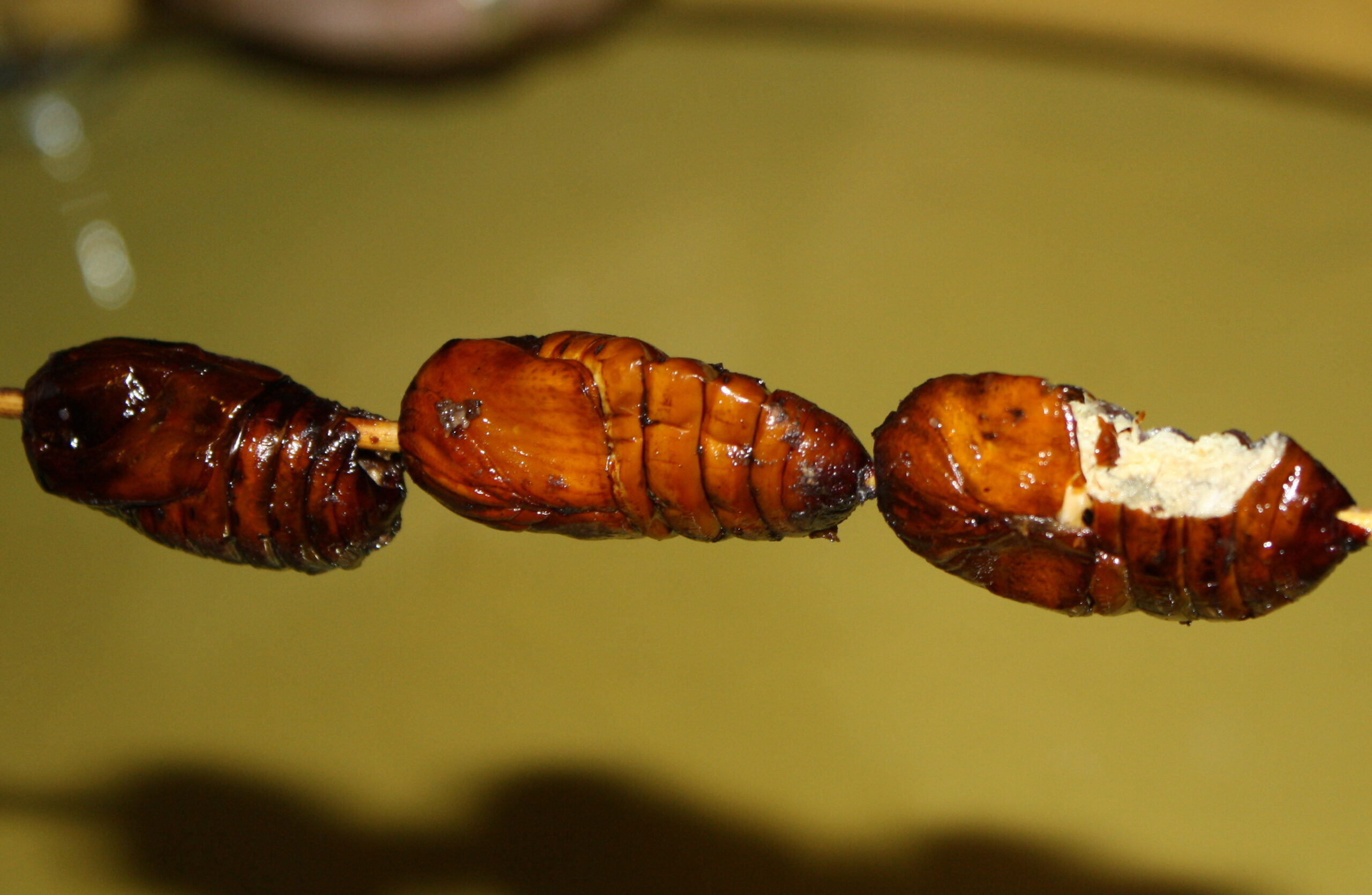 Eating insects - silkworm with a bite out of it