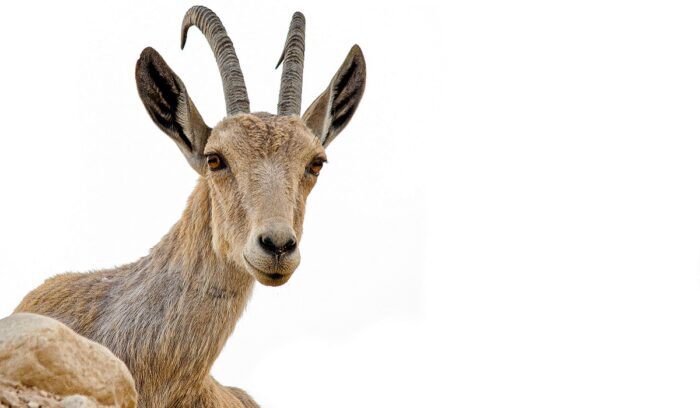 Goat, for article on goat domestication