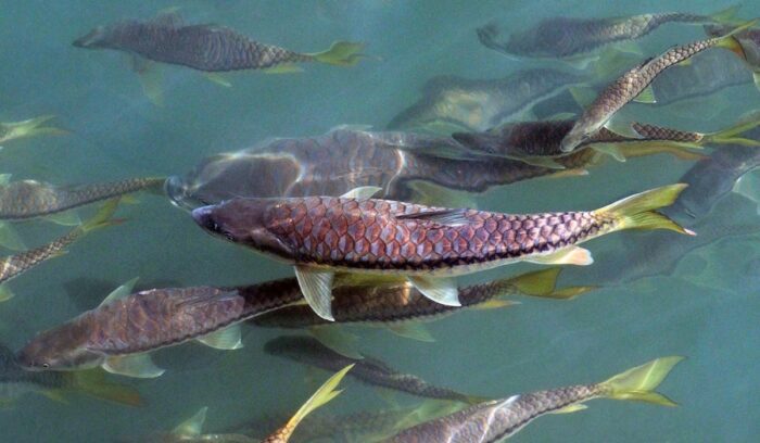 Golden mahseer fish swimming, for article on putitor mahseer recovery
