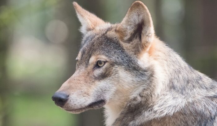Gray wolf