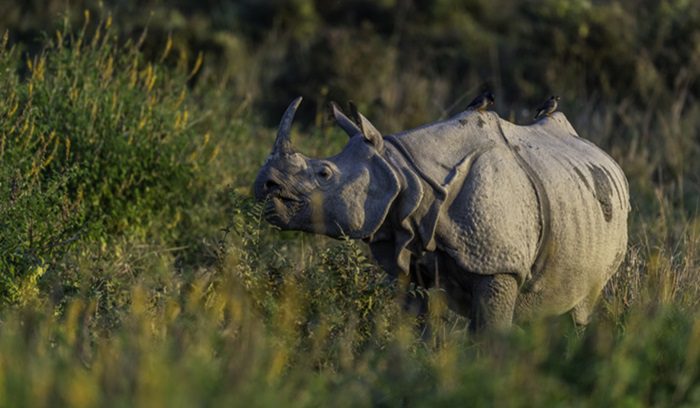 Greater one-horned rhino in grassland, for article on rhino poaching decline