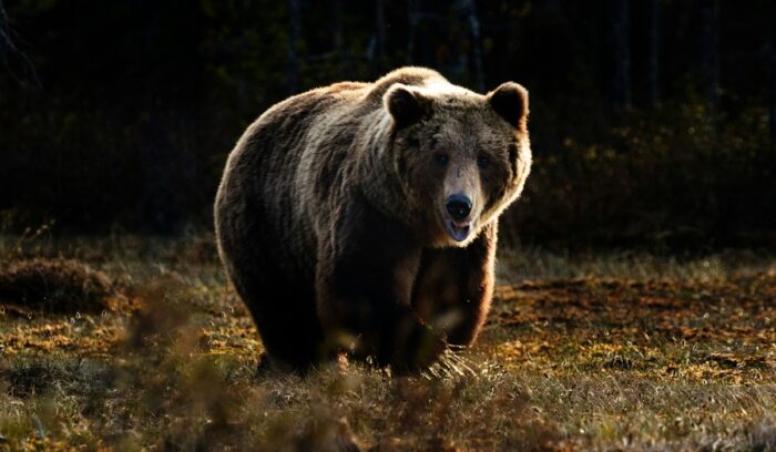 Grizzly bear|janko ferlic unsplash