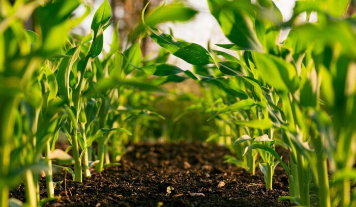 Growing crops, for article on New Guinea agriculture