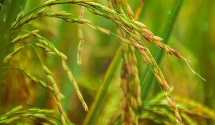 image for article on rice domestication China