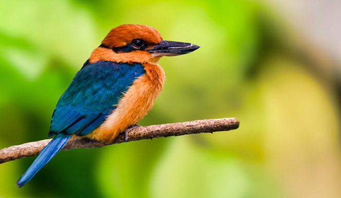 Guam Kingfisher, for article on Guam kingfisher reintroduction