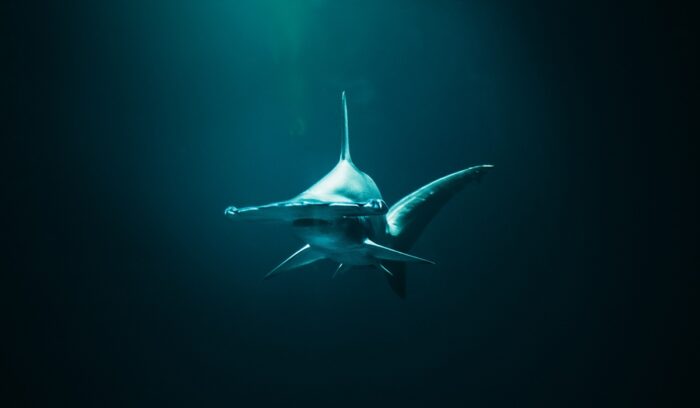 Hammerhead shark