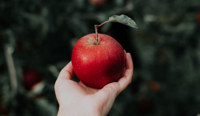 Hand holding an apple, for article on apple domestication