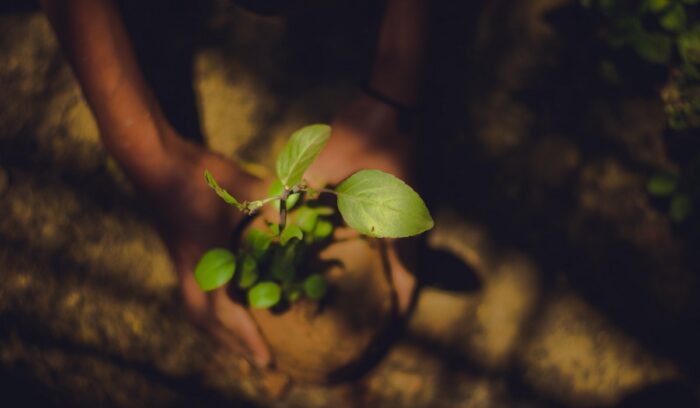 Hands planting a tree