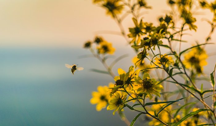 Honeybee by yellow flowers, for article on honeybee colonies