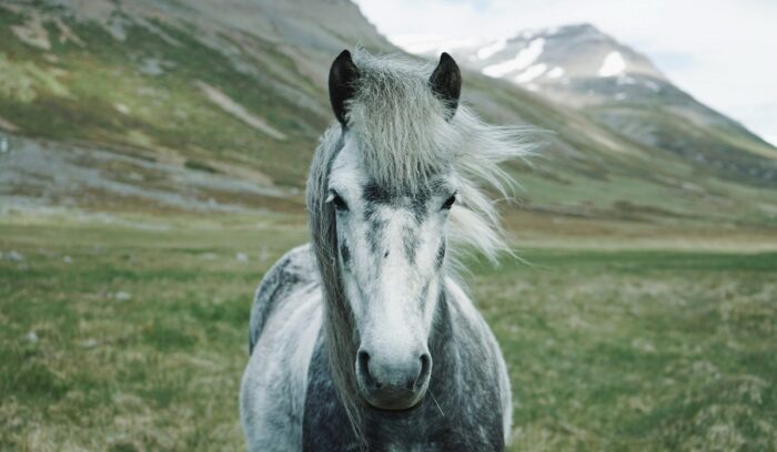 image for article on Botai horse domestication