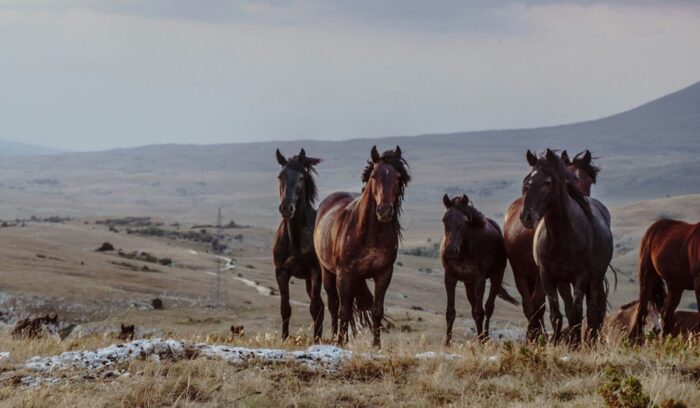 Horses on grassland, for article on Przewalski's horses