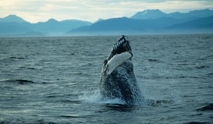 Humpback whale