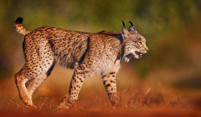 Iberian lynx, for article on Iberian lynx recovery