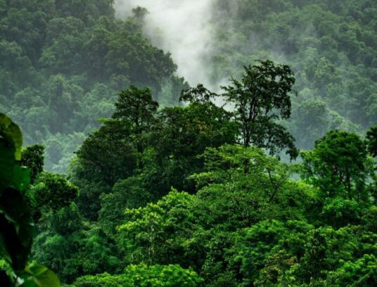 Jungle, for article on liberia deforestation deal