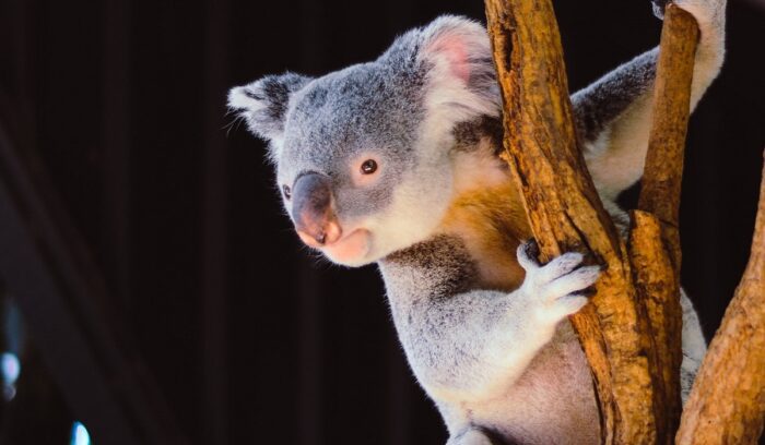 Koala, for article on Australia wildlife conservation