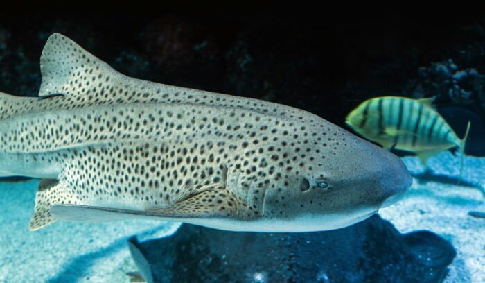 Leopard shark / Zebra shark, for article on zebra shark rewilding