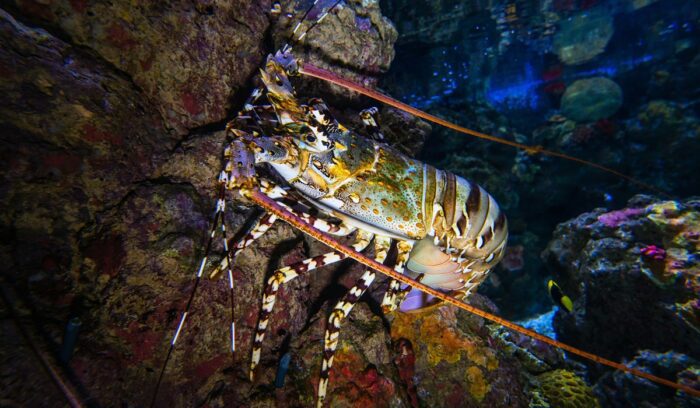 Lobster, for article on MSC certified fishery