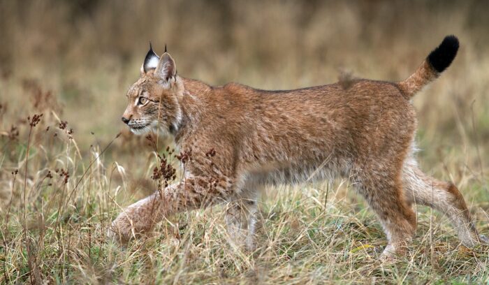 Lynx