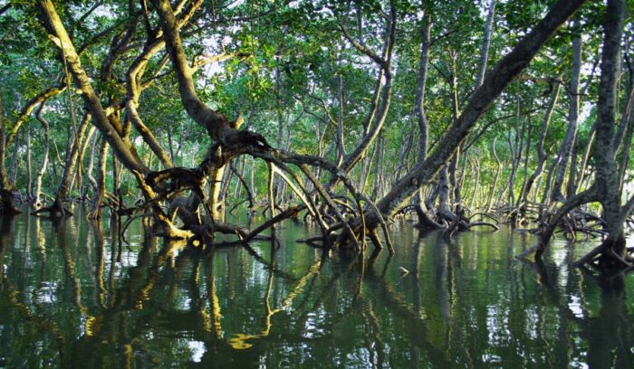 Mangrove forest