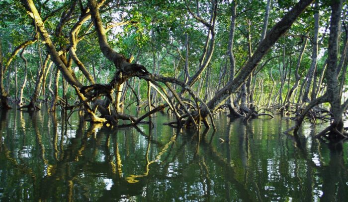 Mangrove forest, for article on Pakistan mangrove restoration