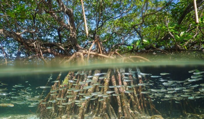 Mangrove tree in water above and below sea surface