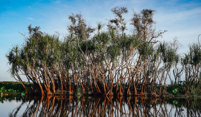 Mangroves