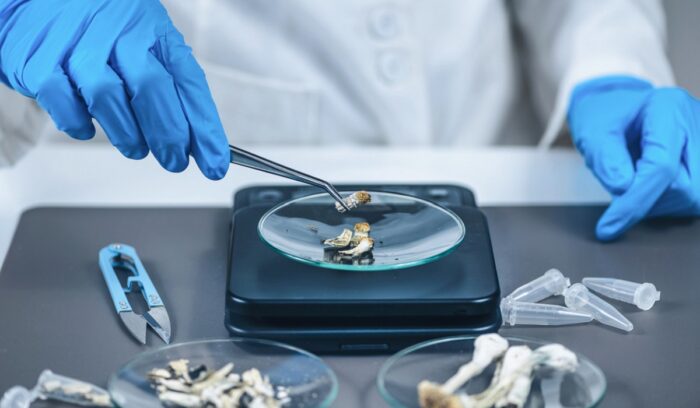 Measuring Psilocybin Magic Mushroom Micro Doses in Laboratory for A Scientific Experiment, for article on psilocybin therapy