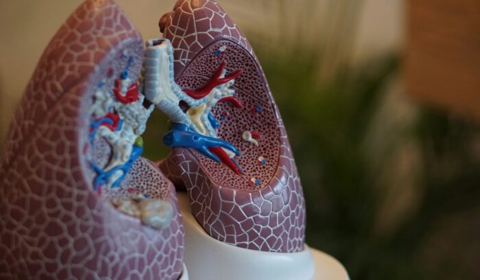 Model lungs