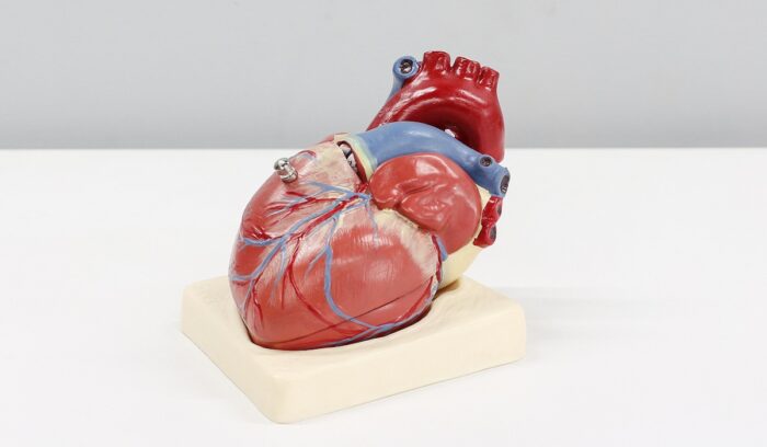 Model of a heart, for article on muvalaplin Lp(a) cholesterol
