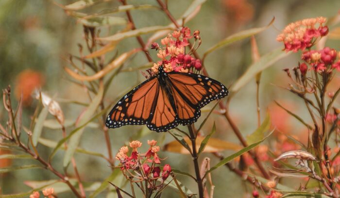 Monarch butterfly, for article on monarch butterfly population, for article on monarch butterfly population