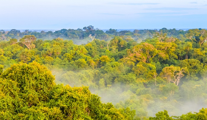 Morning fog over the brazilian rainforest in Brazil