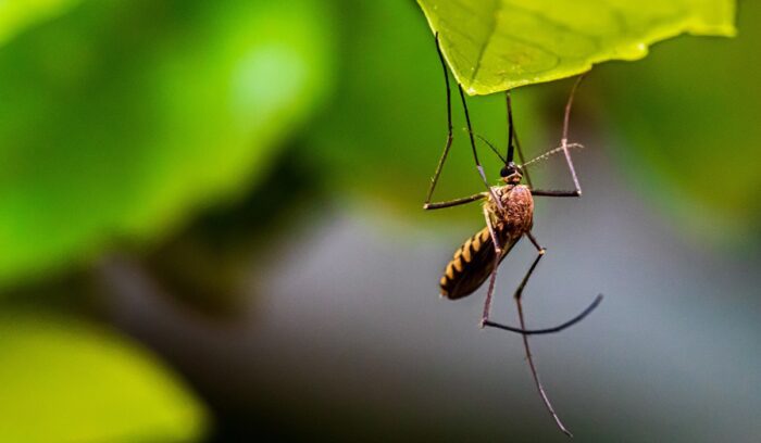 Mosquito, for article on Cape Verde malaria-free