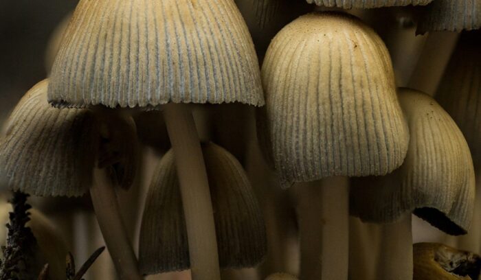 Mushrooms, for article on psilocybin public opinion