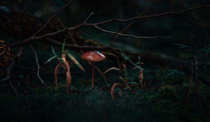 Mushrooms growing in the ground