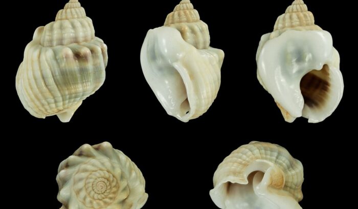 Close-up of ancient perforated sea shells on stone for an article about shell bead jewelry