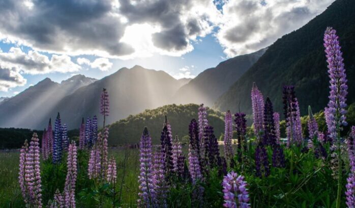 New Zealand landscape, for article on New Zealand nuclear-free zone
