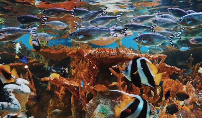 Ocean life, for article on high seas biodiversity treaty