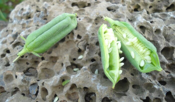 Open sesame pod, for article on sesame domestication