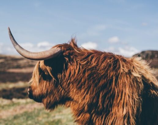 shane rounce tz qQK n unsplash scaled, for article on cattle domestication