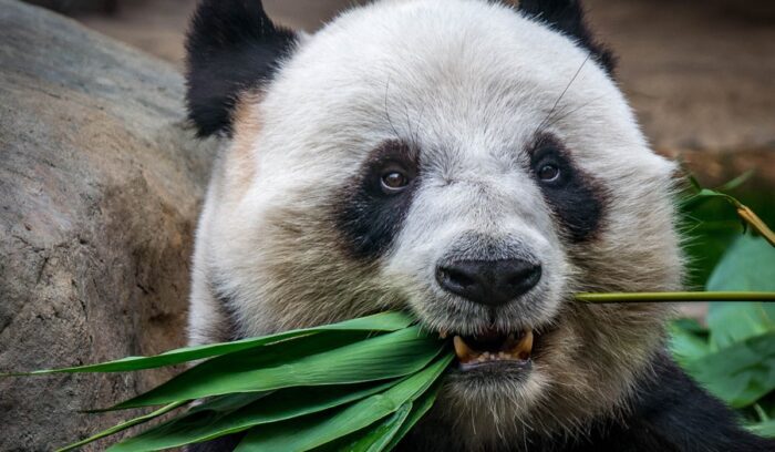image for article on giant panda recovery