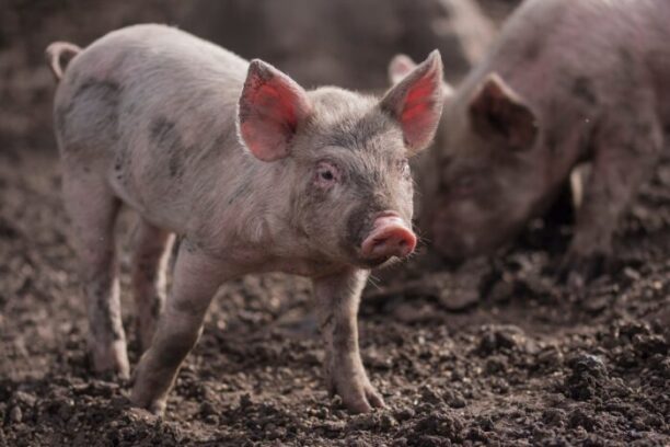 nicolas castez YKAJ kQpqQw unsplash, for article on pig domestication
