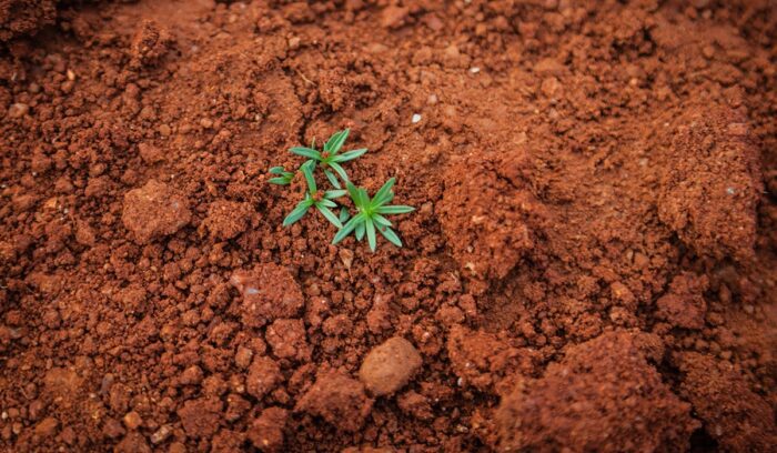 Plant sprouting from soil, for article on Akkadian composting tablets