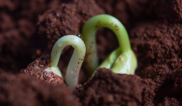 Plant sprouting from the soil