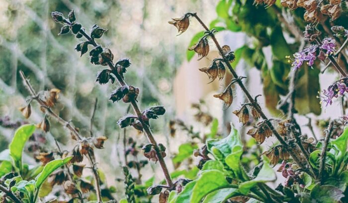 Plant with flowers, for article on Sumerian medicinal plants