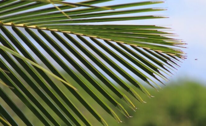 Plant, for article on Queen Salamasina, for article on Lapita people Samoa