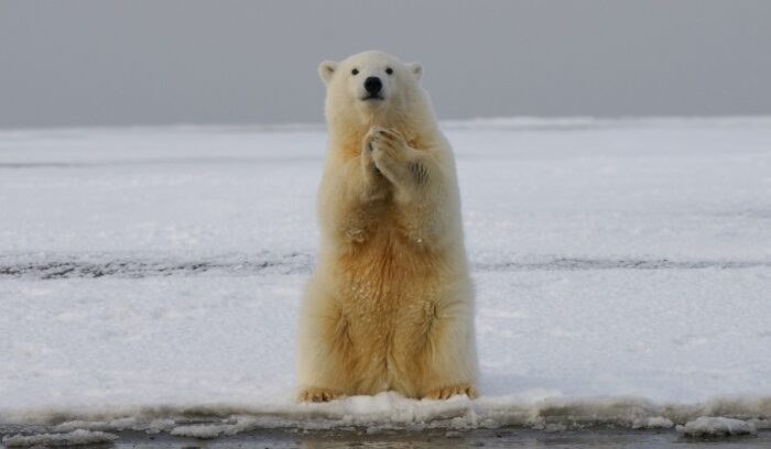 Polar bear