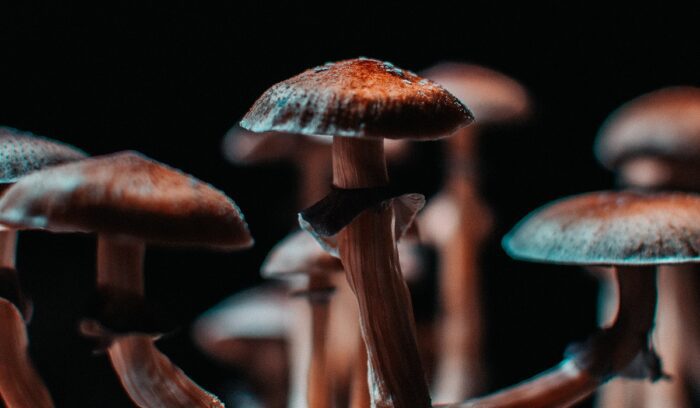 Dried psilocybin mushrooms on a surface for an article about psilocybin therapy legalization in New Mexico