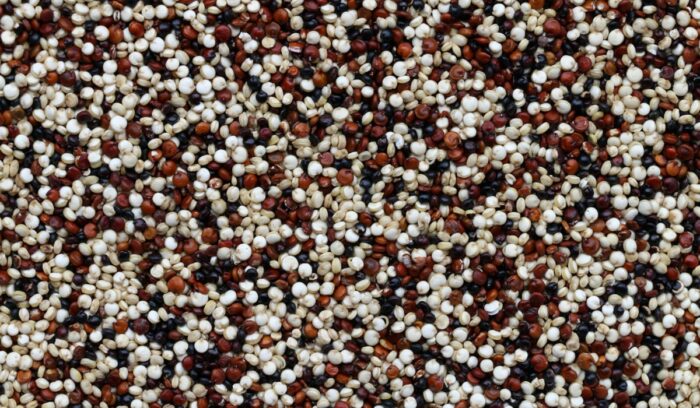 image for article on quinoa domestication