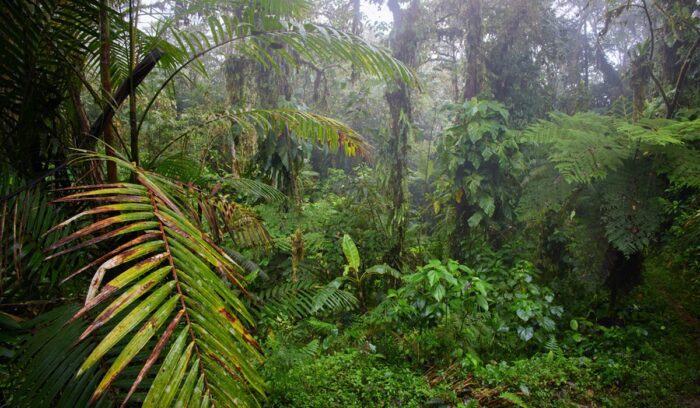 Rainforest, for article on Siekopai land rights